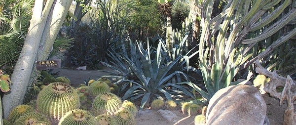 Moorten Botanical Gardens Palm Springs Attractions Palmsprings Com